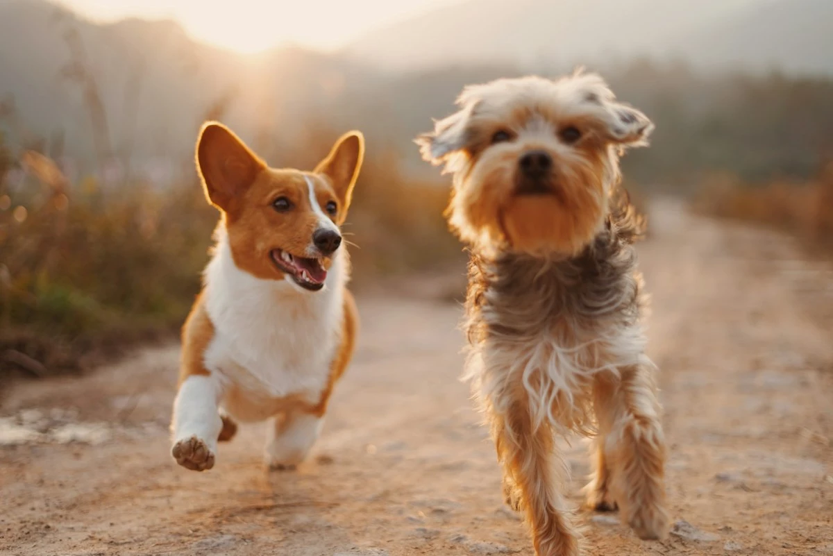 Yavru Köpek Formülü